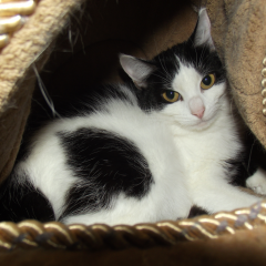 Felix the cat looking for a good home in Guernsey - GSPCA Animal Shelter