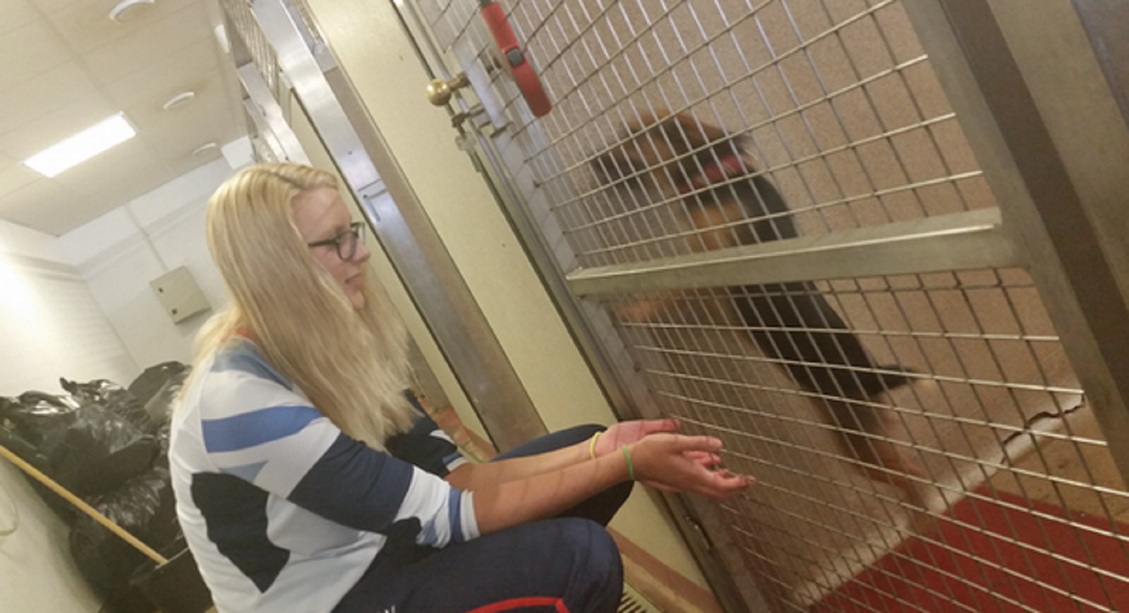 GSPCA Animal Shelter Guided tours in Guernsey 