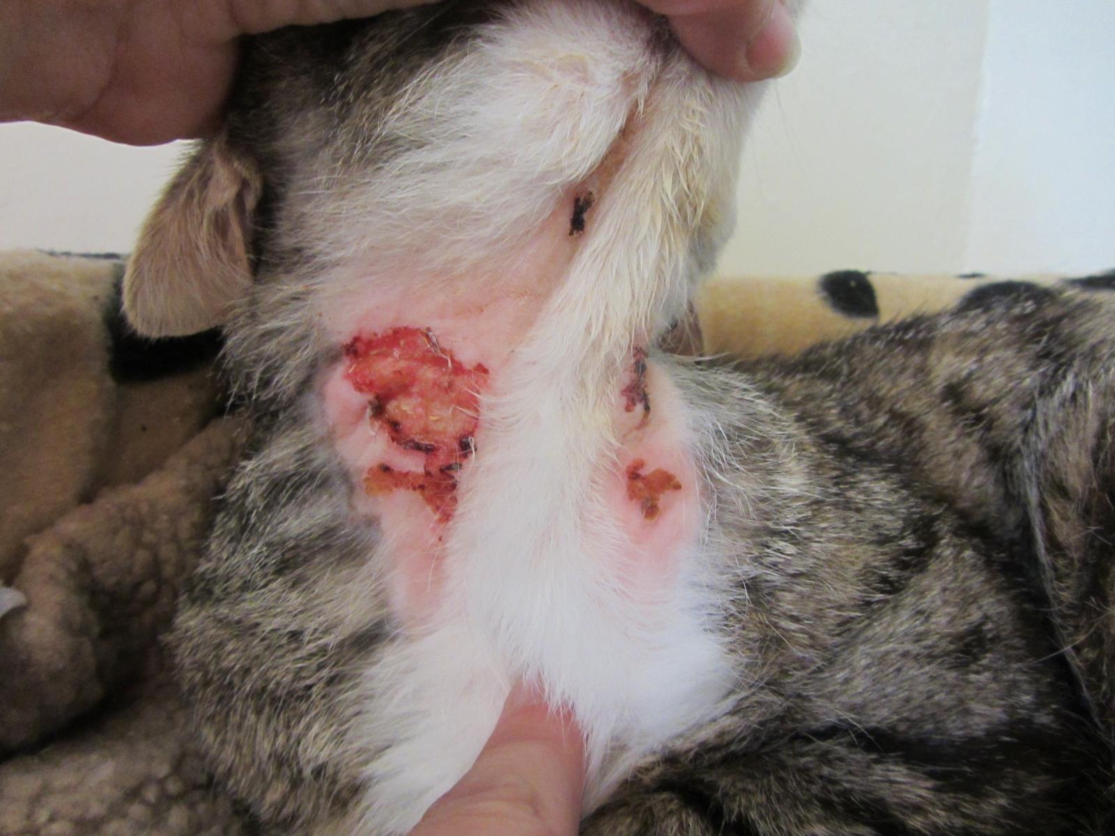 GSPCA cat collar injury
