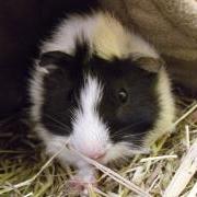 Baby Jusse a baby guinea pig at the GSPCA Animal Shelter in Guernsey