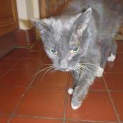 Blue the cat with hyerthyroid at the GSPCA Animal Shelter in Guernsey looking for a loving home