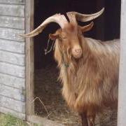 Jack the Guernsey Goat visits the GSPCA
