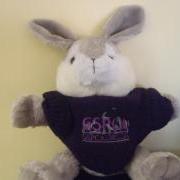 GSPCA Rabbit
