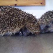 Mona and Lisa hedgehogs on entry at the GSPCA in Guernsey