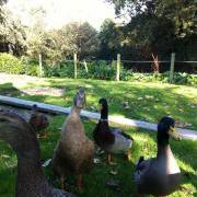 Gert the duck and friends at the GSPCA Animal Shelter Guernsey