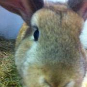Bunny boom - lots of unwanted rabbits at the GSPCA Animal Shelter in St Andrews, Guernsey