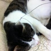 Cat caught in illegal snare - GSPCA Guernsey