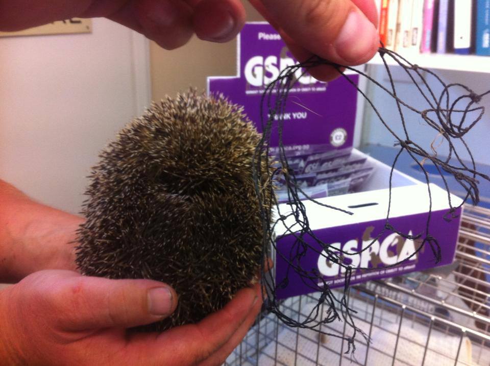 Pele the Hedgehog after being freed from football netting at the GSPCA Animal Shelter in Guernsey