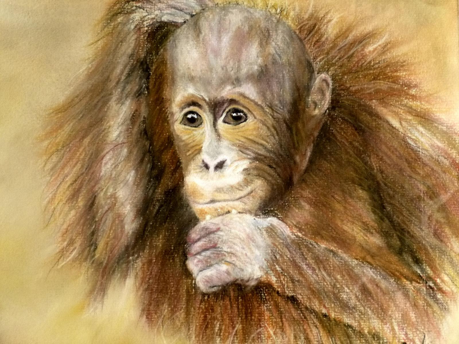 Orangutan