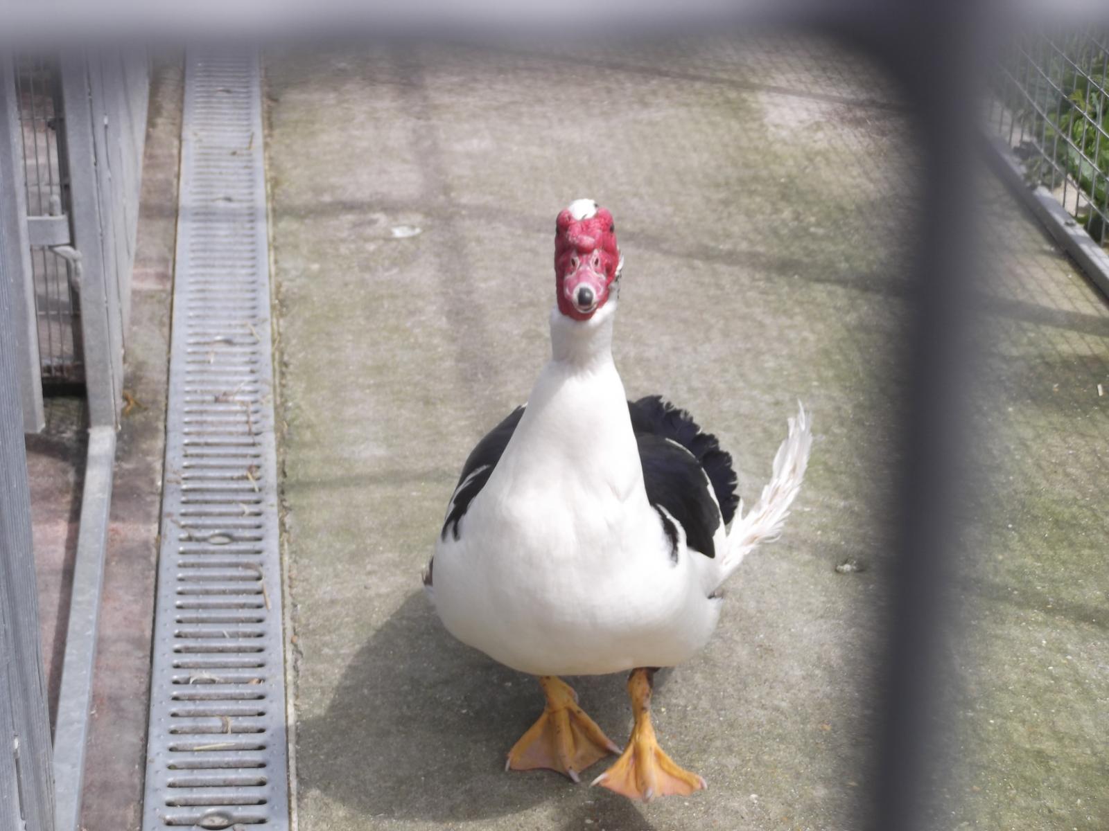 Duck at the RSPCA - GSPCA Guernsey