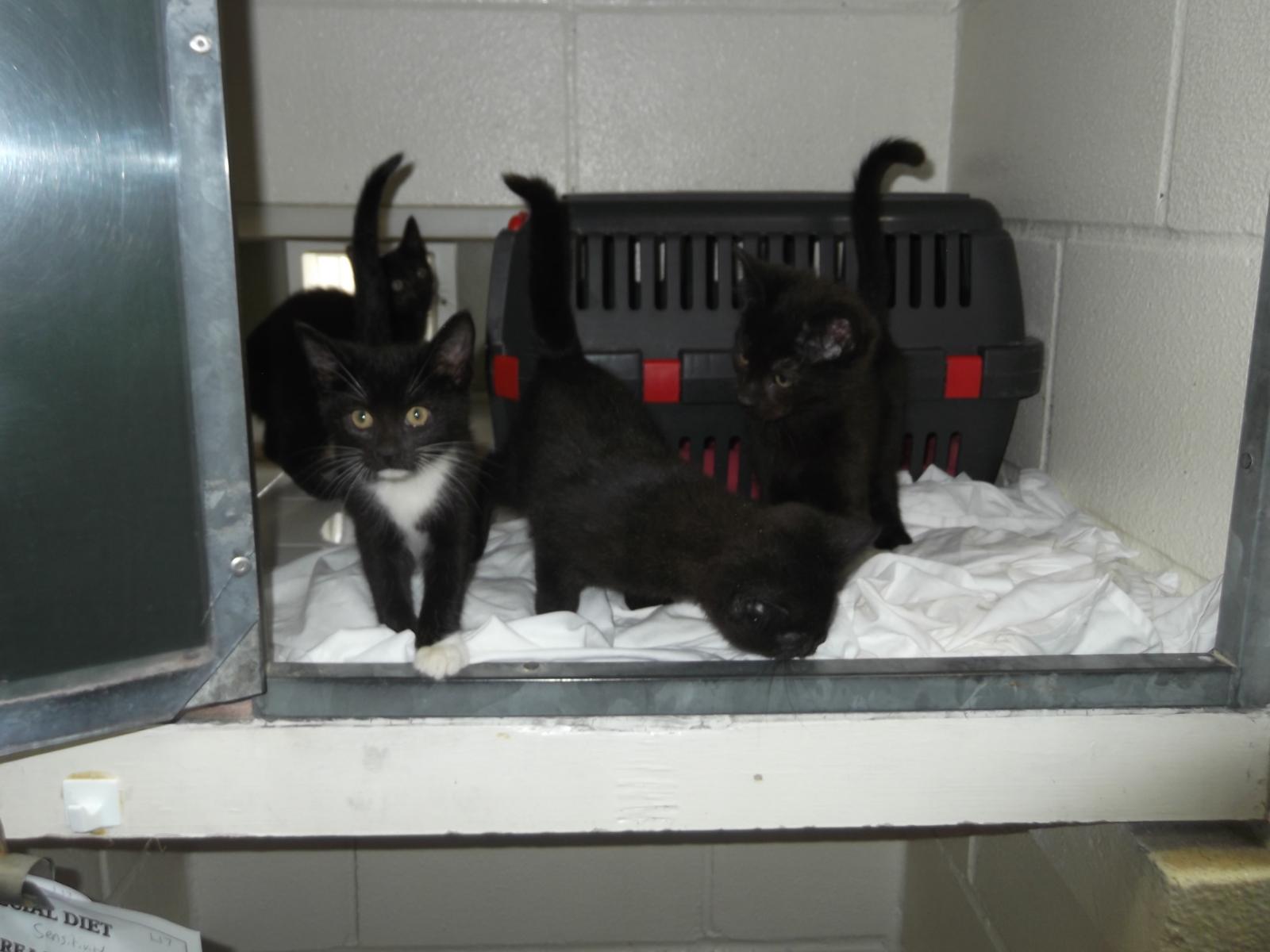 RSPCA Stubbington Ark kittens come to the GSPCA Animal Shelter