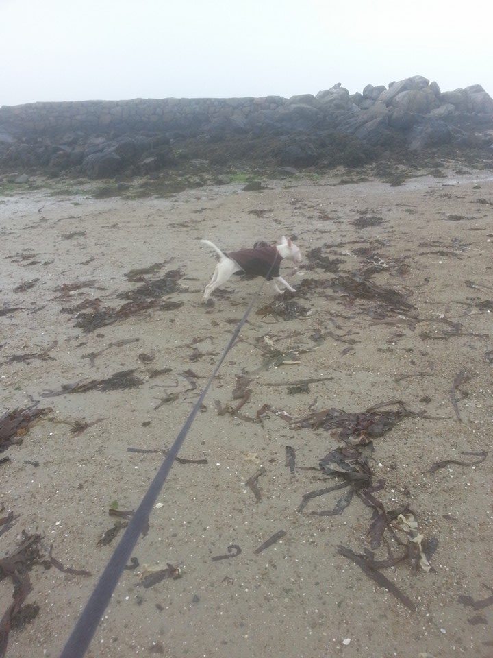 GSPCA dog Betty on the beach in Guernsey