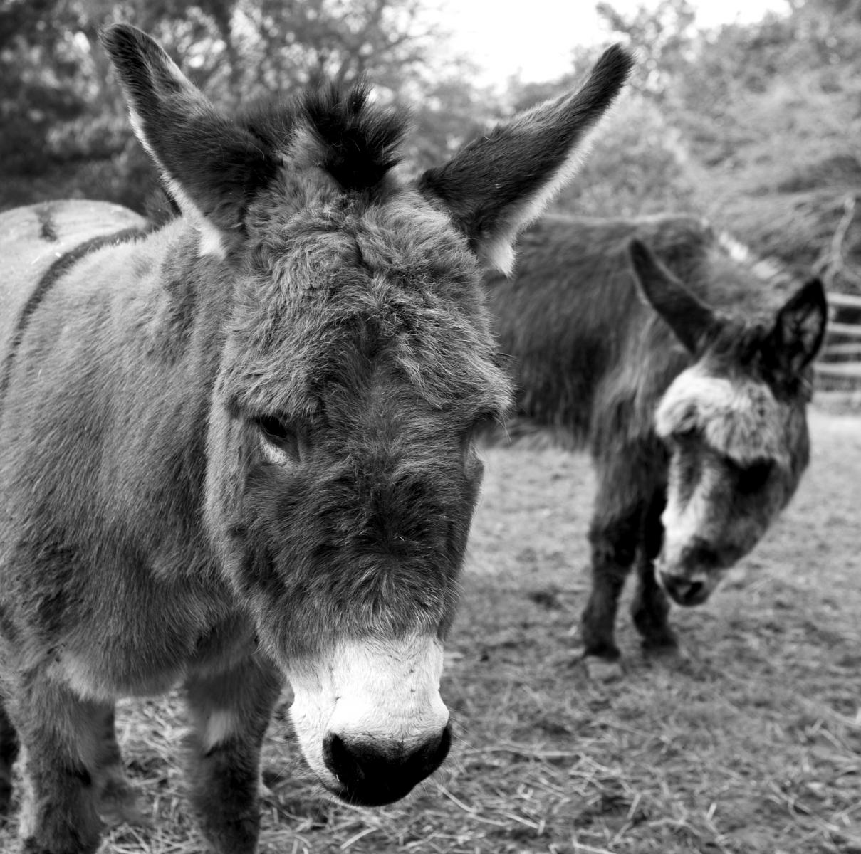 Dizzy and Naomi at the GSPCA Animal Shelter, donkeys in Guernsey
