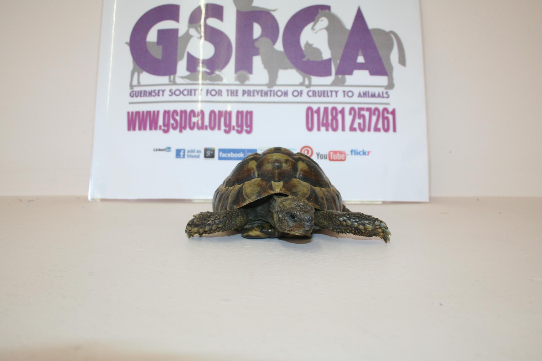 Stray tortoise at the GSPCA in Guernsey