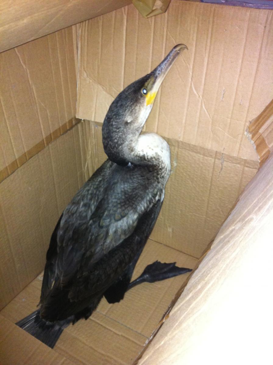 Barrus the cormorant at the GSPCA Animal Shelter in Guernsey