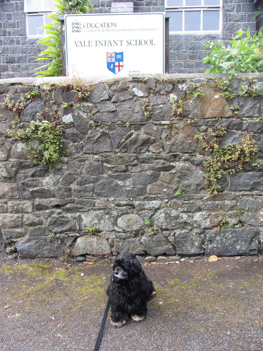 Cassidy the GSPCA Guernsey dog at Vale Infants School