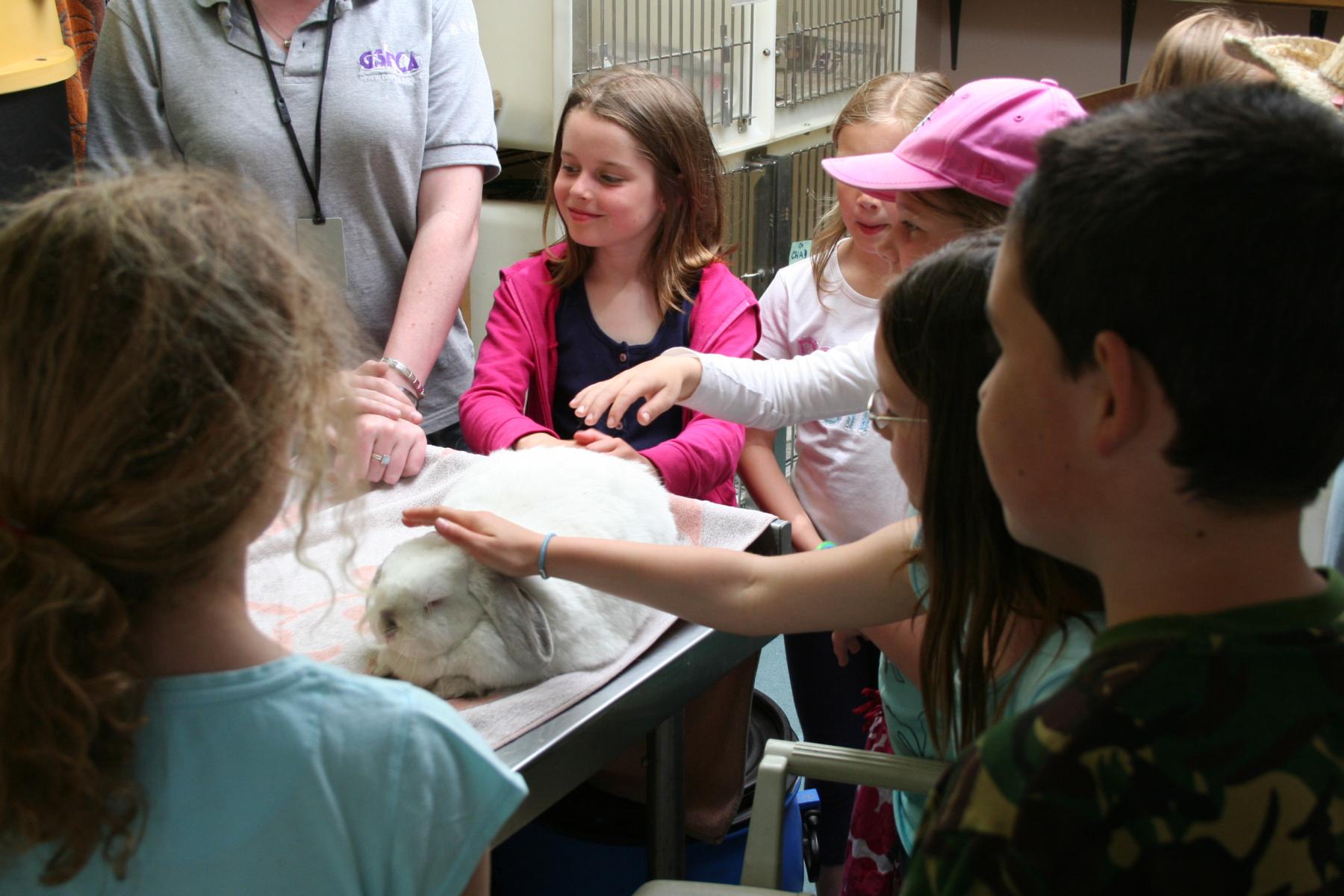 Rabbitts meet Blanchelande College School childrem at the GSPCA Animal Shelter in Guernsey
