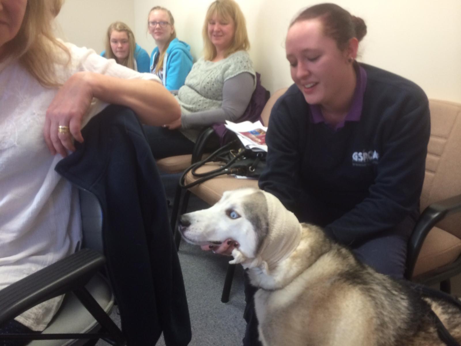 Inca the first aid husky dog at the GSPCA in Guernsey