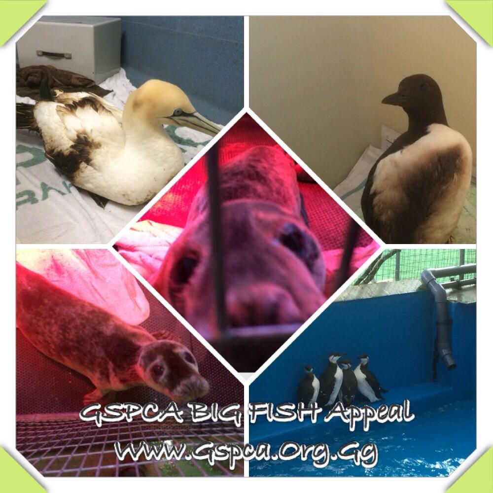 Big Fish Appeal for the GSPCA seal and seabirds at the Animal Shelter in Guernsey