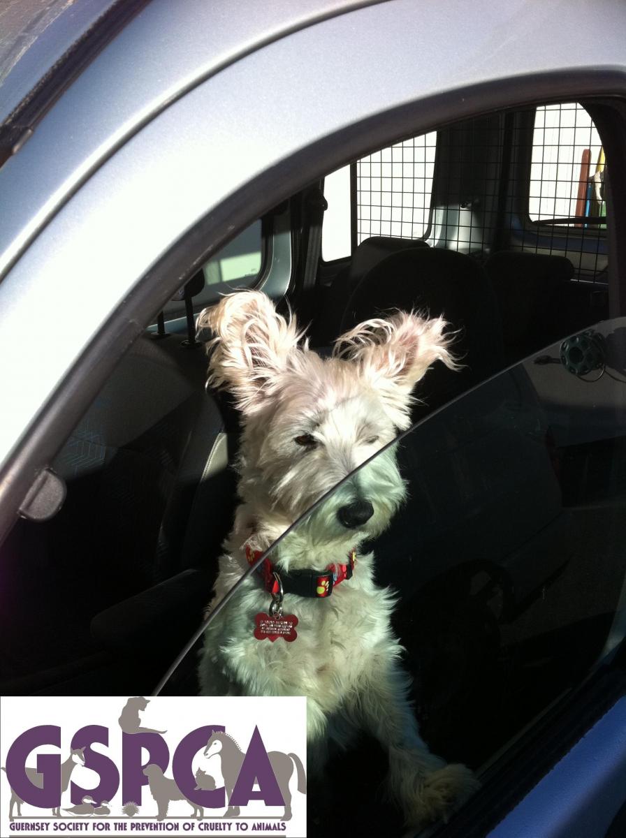 Dogs in hot cars - advice from the GSPCA Animal Shelter in Guernsey