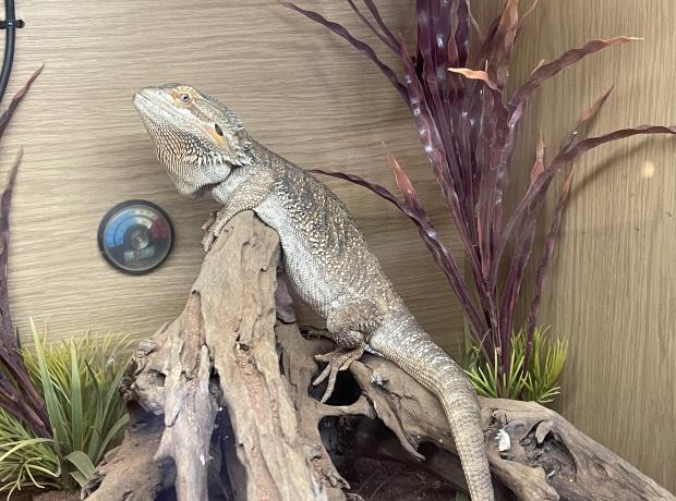 Bearded Dragon Care – Aquariums West