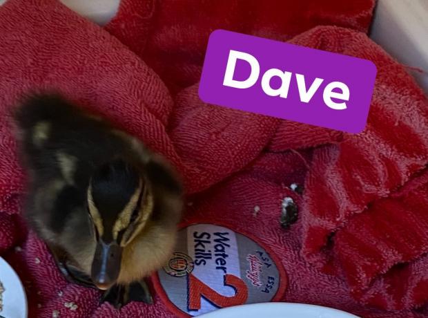 Duck life 4#2020#game#ducks#quarentine