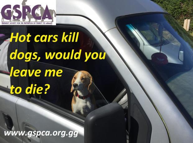 Dogs Die In Hot Cars | GSPCA Guernsey
