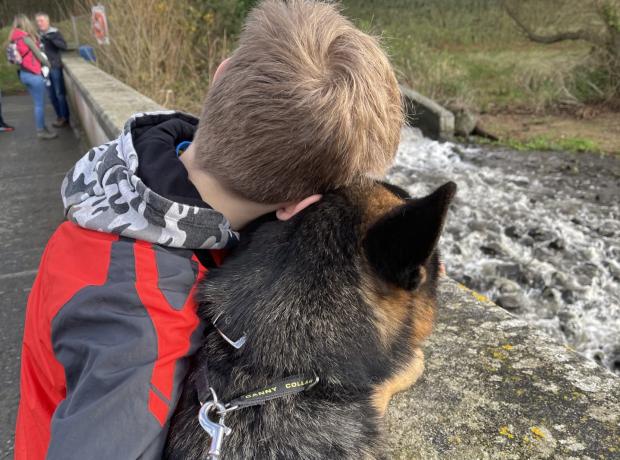 Seesaw dog deals rehoming