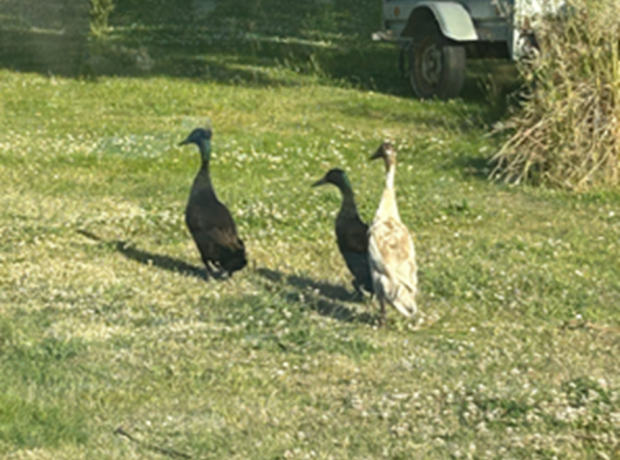 Ducks GSPCA Guernsey