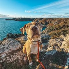 Simba is looking for a home