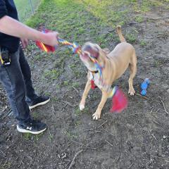 Simba is looking for a home