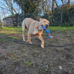 Simba is looking for a home