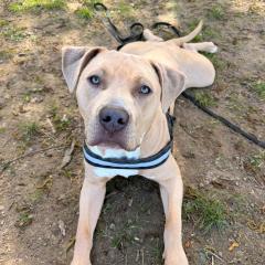 Simba is looking for a home