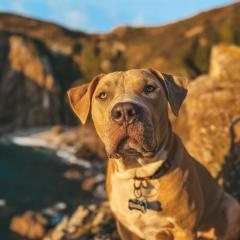 Simba is looking for a home