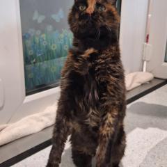 Twigs is looking for a special home - Available for foster