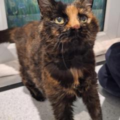 Twigs is looking for a special home - Available for foster