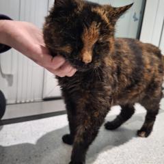 Twigs is looking for a special home - Available for foster