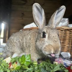 Flopsy, Mopsy and Benji are looking for a home