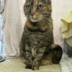 Kitty IS RESERVED!! :) :)