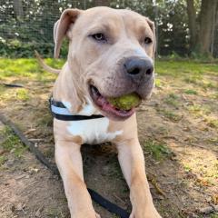 Simba is looking for a home