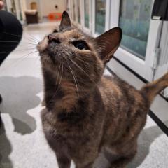 Lilly has been adopted! :)