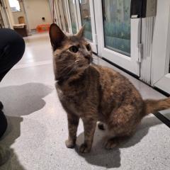 Lilly has been adopted! :)