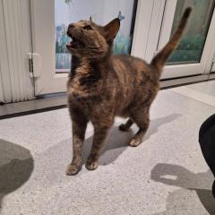 Lilly has been adopted! :)