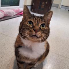 Dutches is looking for a new home 