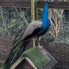 Pascal is looking for a home!!