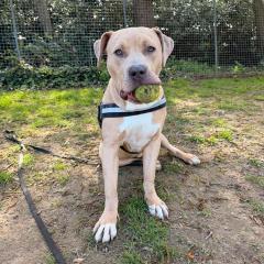 Simba is looking for a home