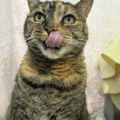 Kitty IS RESERVED!! :) :)