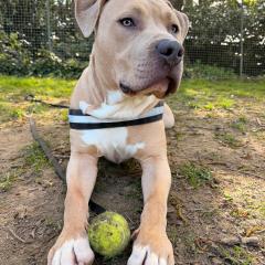 Simba is looking for a home