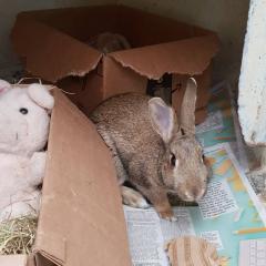 Hazel and Lavender - Need a Home!