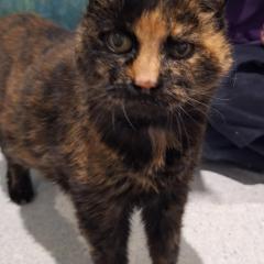 Twigs is looking for a special home - Available for foster